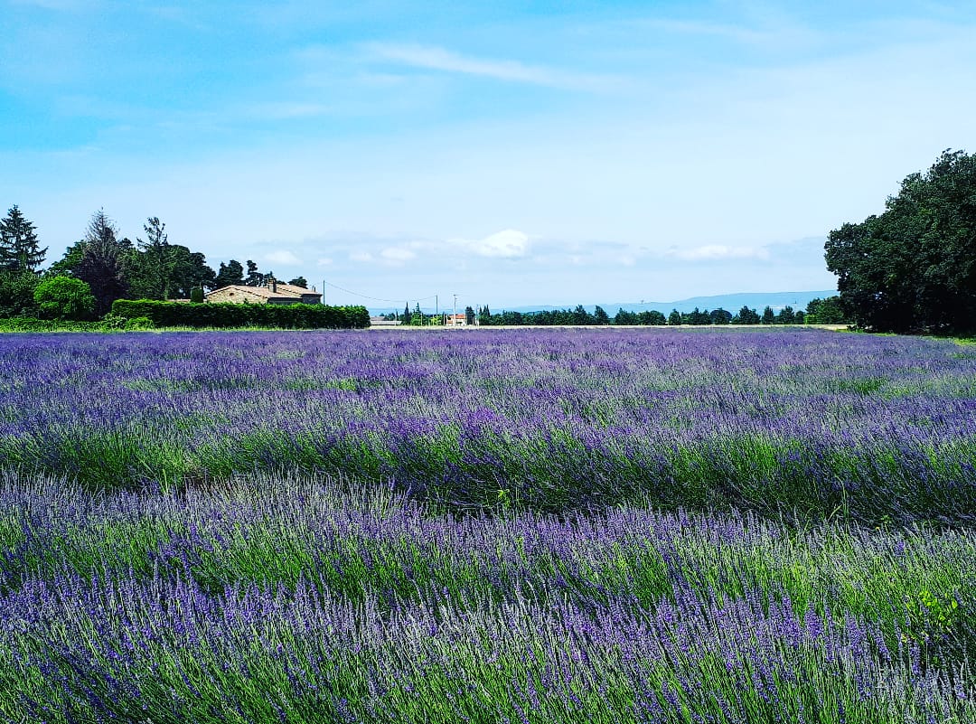 Ein Lavendelfeld in Südfrankreich