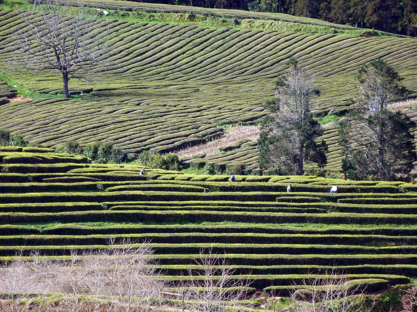 Mein Schiff Ausflugsziel: Teeplantagen Ribeira Grande