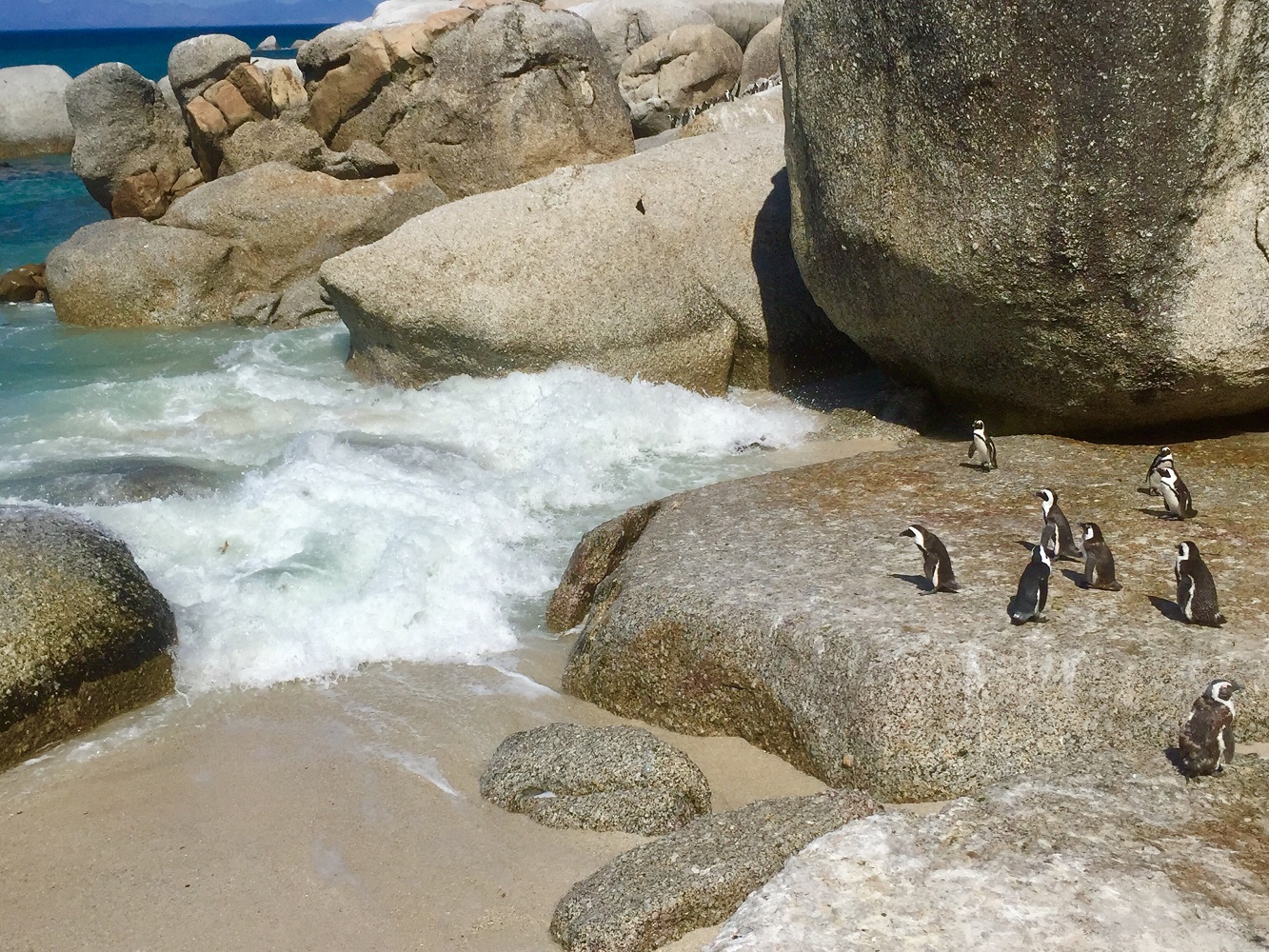 Mein Schiff Ausflug: Pinguine am Boulders Beach in Südafrika