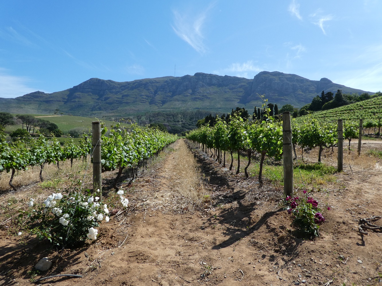 Auf Mein Schiff Kreuzfahrt zu entdecken: Das Weinanbaugebiet Constantia in Südafrika