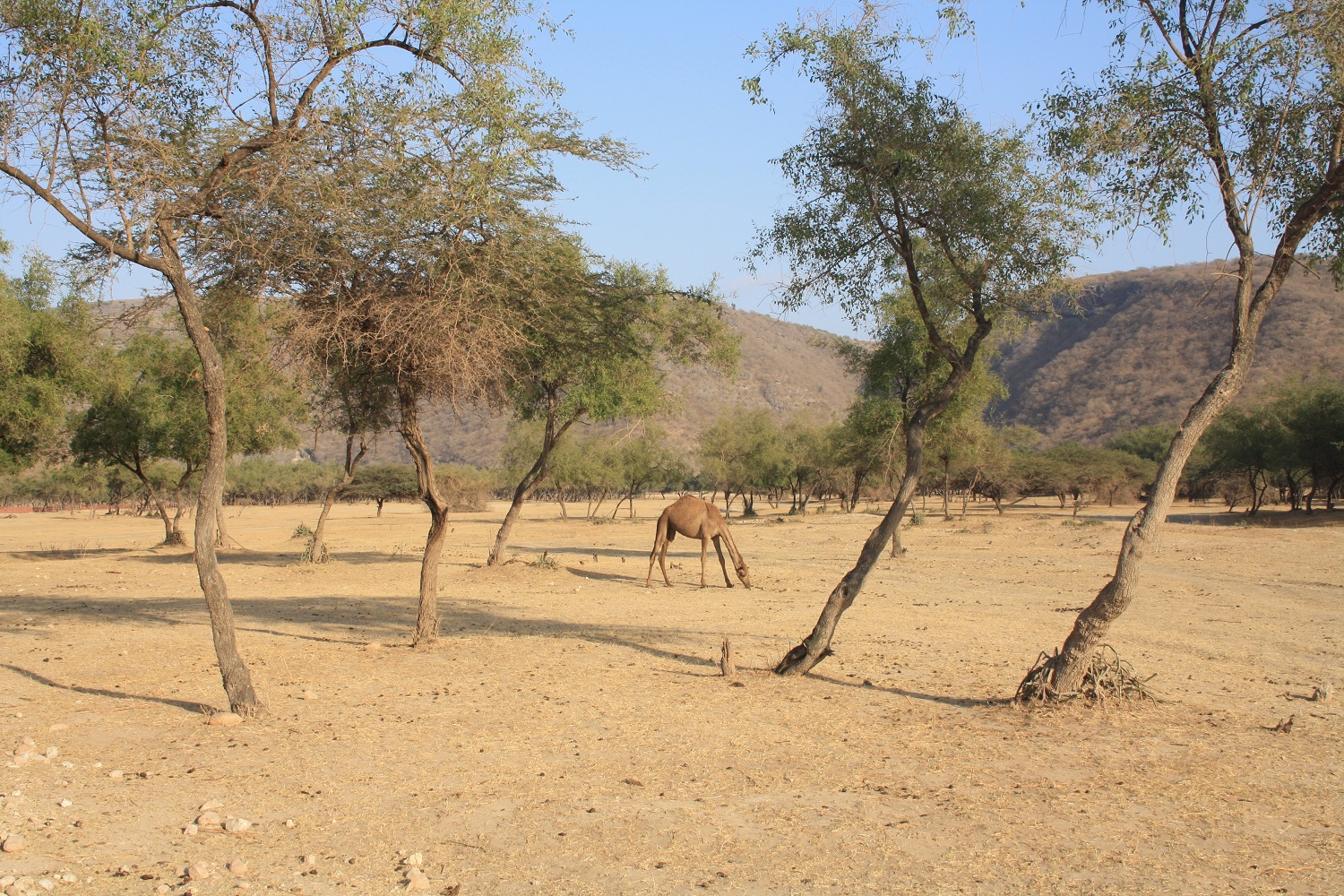 Das Wadi Darbat vom Mein Schiff Reiseziel Salalah - hier leben wilde Kamele