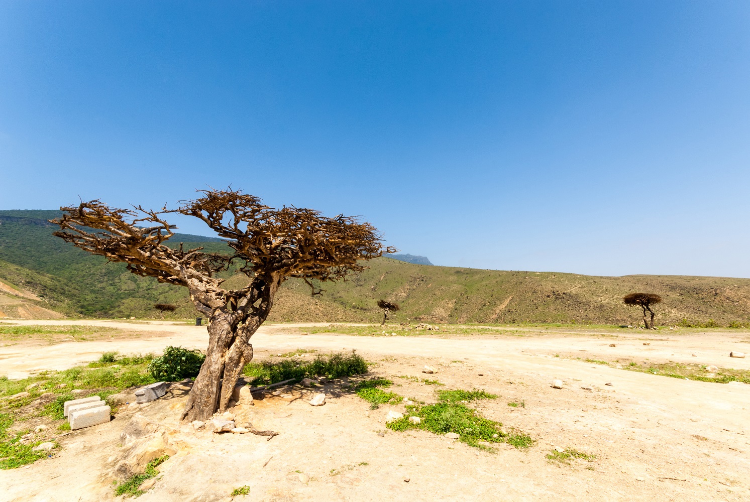 Das Mein Schiff Auflug: Weihrauchbäume in der Region Dhofar nahe Salalah im OmanWadi Darbat vom Mein Schiff Reiseziel Salalah - hier leben wilde Kamele